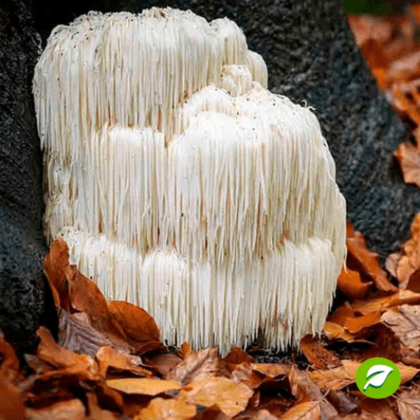 Kit de Autocultivo de Melena de León  1