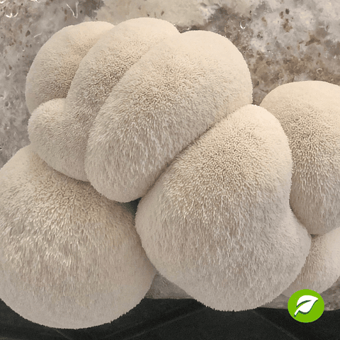 Pack de Cultivo de Melena de León.