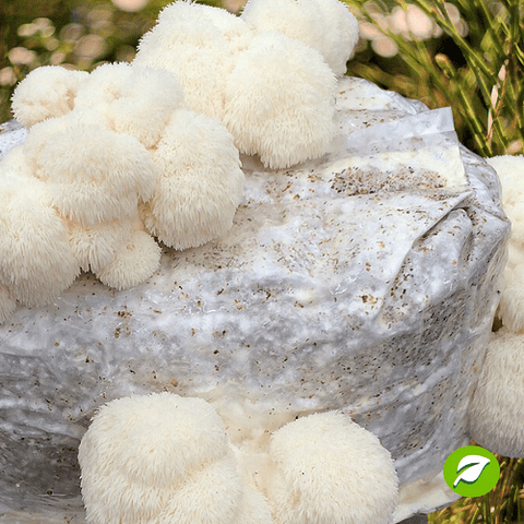 Monopack de Cultivo de Melena de León.