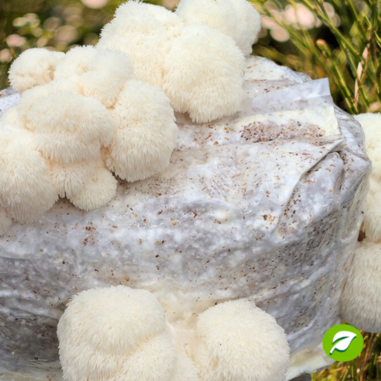 Monopack de Cultivo de Melena de León. 1