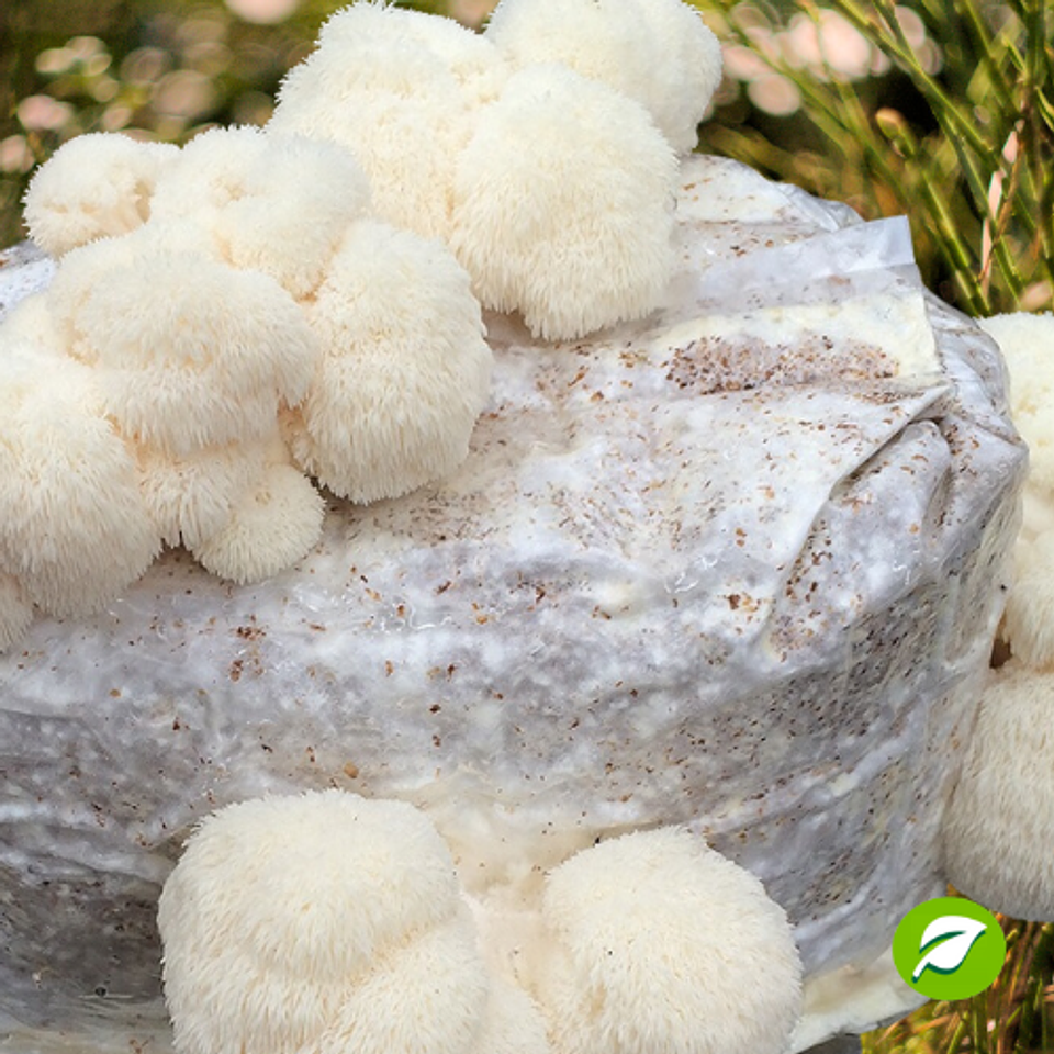 Monopack de Cultivo de Melena de León. 1