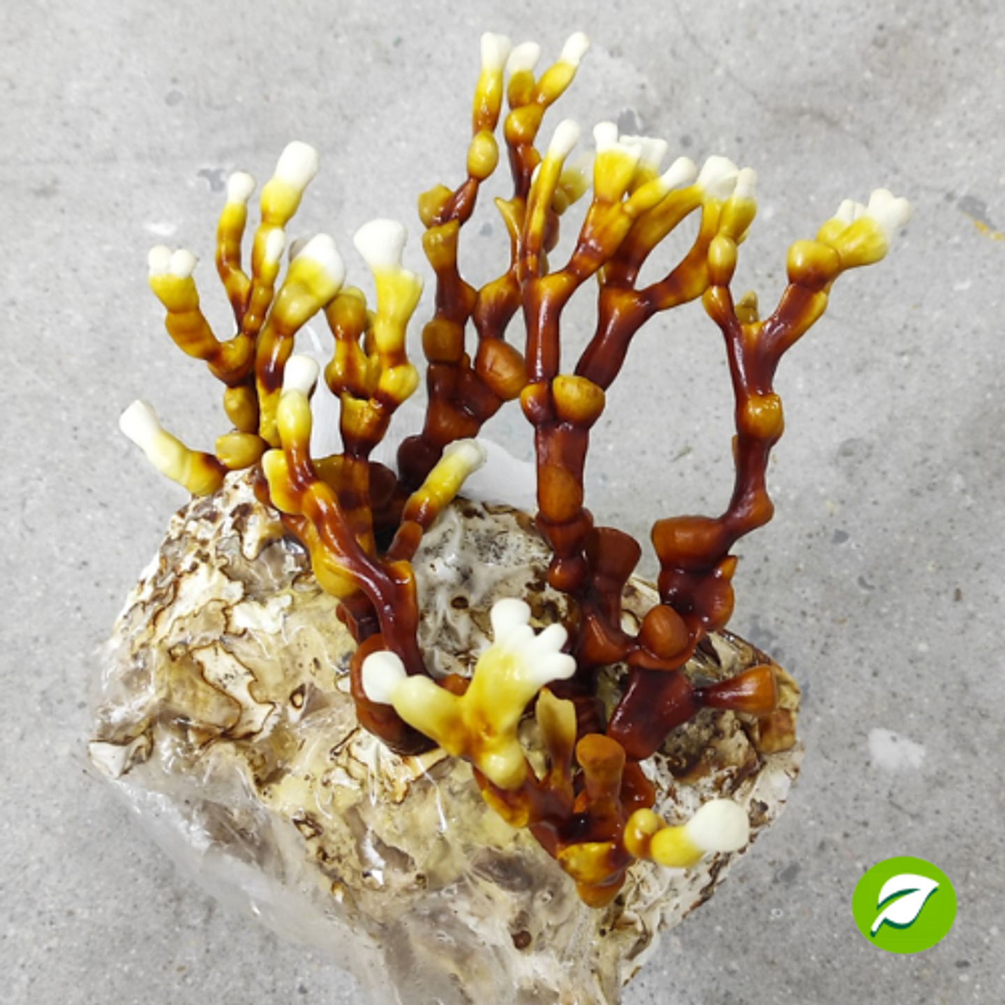 Micelio de Reishi (Gonderma Multipileum) 1