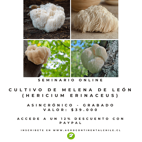 Curso Cultivo Hongo Melena de León (Asincrónico - Grabado)