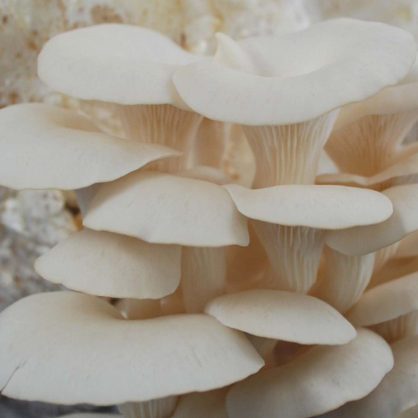 Kit de Autocultivo Hongo Ostra Florida 1