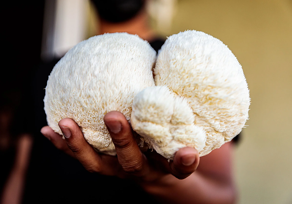 Micelio de Melena de León ( Hericium Erinaceus) 1