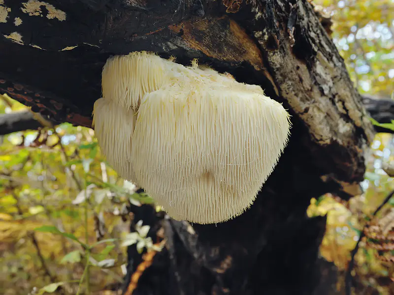 Melena de León (Hericium erinaceus) - Lion´s Mane
