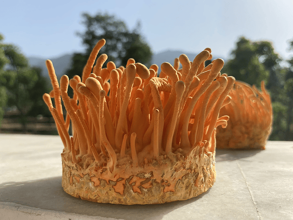 Cordyceps (Cordyceps Militaris)