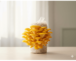 Kit de Autocultivo de champiñón Ostra Amarillo