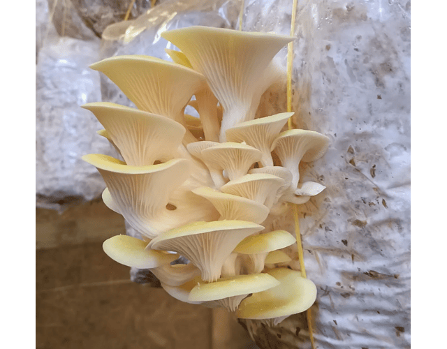 Kit de Autocultivo de champiñón Ostra Amarillo