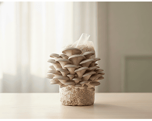 Kit de Autocultivo de champiñón Ostra Perla