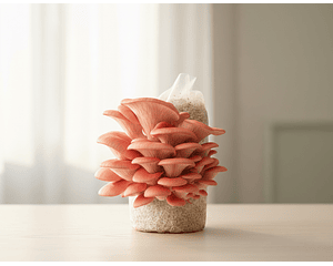 Kit de Autocultivo de champiñón Ostra Rosado