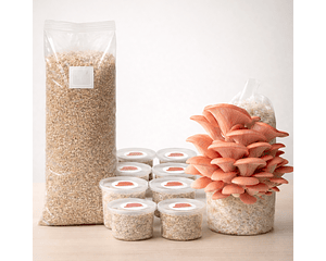Monopack de Cultivo de Hongo Ostra Rosado