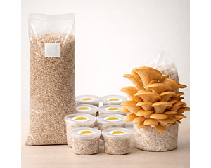 Monopack de Cultivo de Hongo Ostra Amarilla