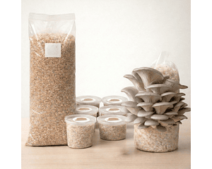 Monopack de Cultivo de Hongo Ostra Perla