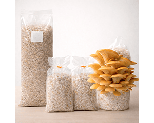 Pack de Cultivo de Hongo Ostra Amarilla