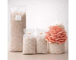 Pack de Cultivo de Hongo Ostra Rosada