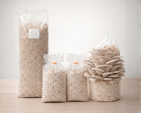 Pack de Cultivo de Hongo Ostra Perla