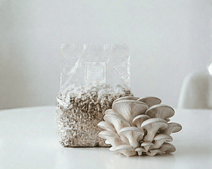 Micelio Hongo ostra Perla (Pleurotus Ostreatus)