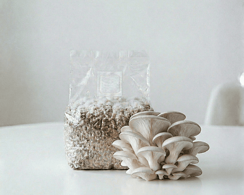 Micelio Hongo ostra Perla (Pleurotus Ostreatus)