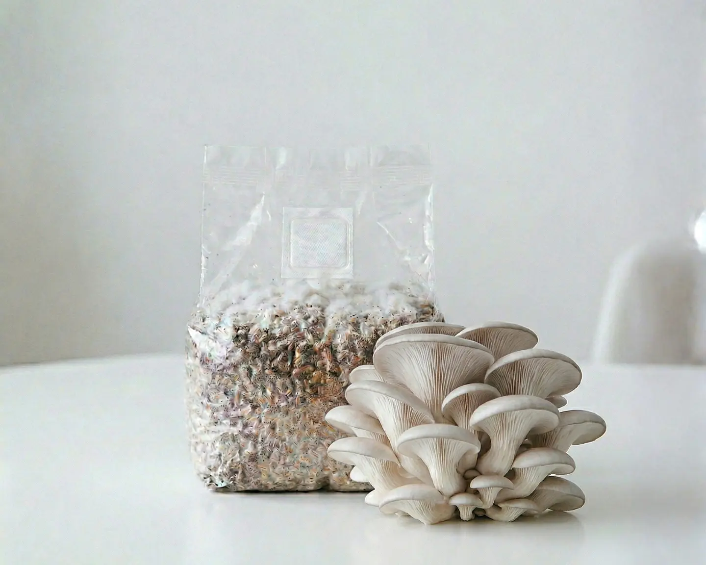 Micelio Hongo ostra Perla (Pleurotus Ostreatus) 1