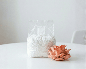 Micelio Hongo Ostra Rosado (Pleurotus Djamor)