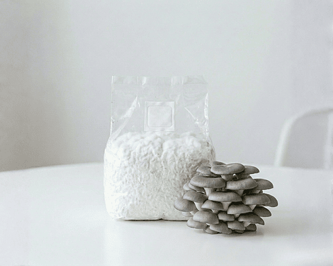 Micelio Hongo ostra Gris (Pleurotus Ostreatus)