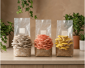 Pack Mix Hongos Ostras