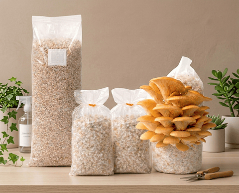 Pack de Cultivo de Hongo Ostra Amarilla