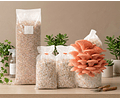 Pack de Cultivo de Hongo Ostra Rosada