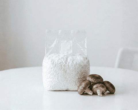 Micelio Hongo Shiitake (Lentinula Edodes)