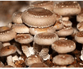 Micelio Hongo Shiitake (Lentinula Edodes)