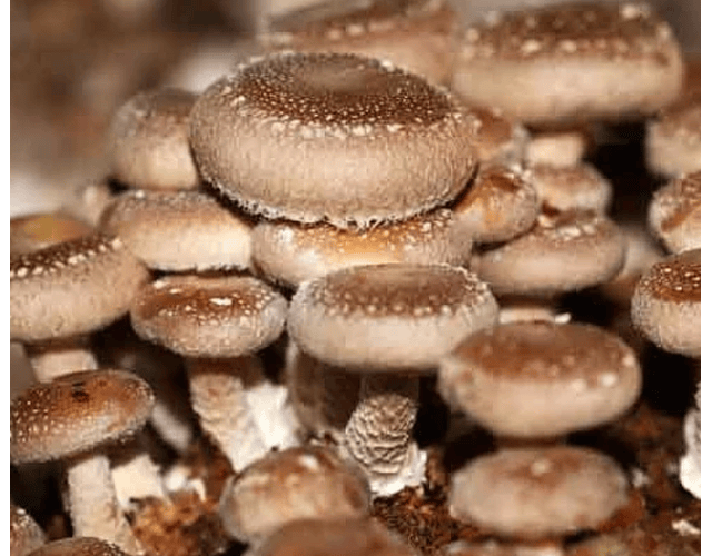 Micelio Hongo Shiitake (Lentinula Edodes)