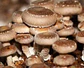 Micelio Hongo Shiitake (Lentinula Edodes) - thumbnail 3