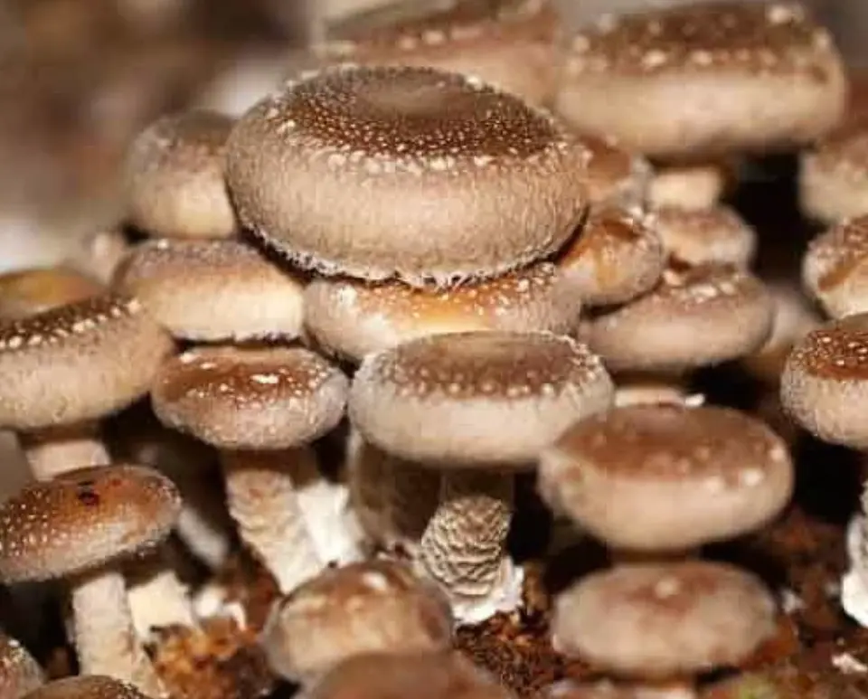 Micelio Hongo Shiitake (Lentinula Edodes) 3