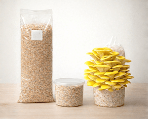 Monopack de Cultivo de Hongo Ostra Amarilla