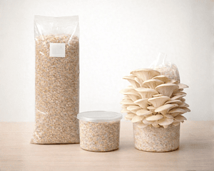 Monopack de cultivo de Hongo Ostra Florida