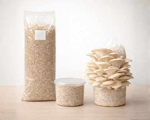 Monopack de cultivo de Hongo Ostra Florida