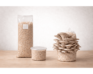 Monopack de Cultivo de Hongo Ostra Perla