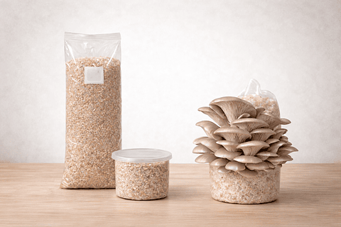 Monopack de Cultivo de Hongo Ostra Perla