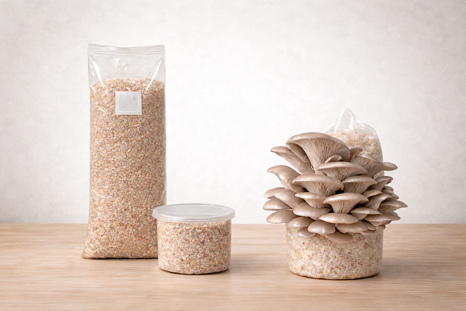 Monopack de Cultivo de Hongo Ostra Perla 1