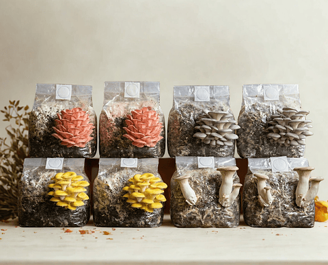 Promoción Kit de Autocultivo Ostras 2x