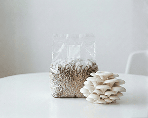 Micelio Hongo Ostra Florida (P. ostreatus var. Florida)