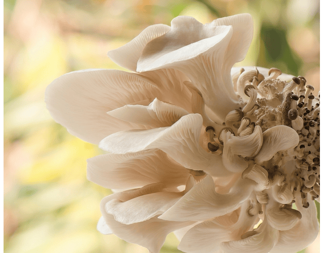 Micelio Hongo Ostra Florida (P. ostreatus var. Florida)