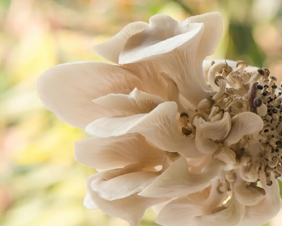 Micelio Hongo Ostra Florida (P. ostreatus var. Florida) 2