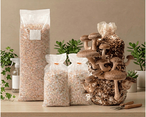 Pack de Cultivo Shiitake