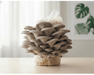 Kit de Autocultivo de Hongo Ostra Gris