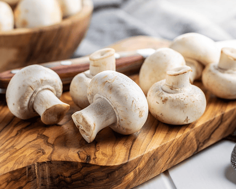 Micelio Champiñón París (Agaricus Bisporus) 