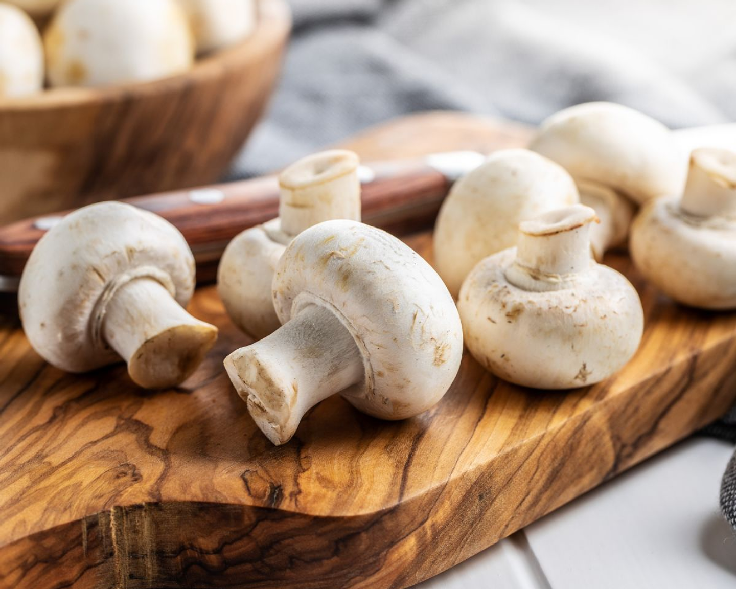 Micelio Champiñón París (Agaricus Bisporus)  1