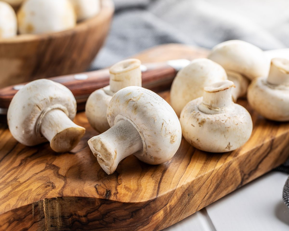 Micelio Champiñón París (Agaricus Bisporus)  1