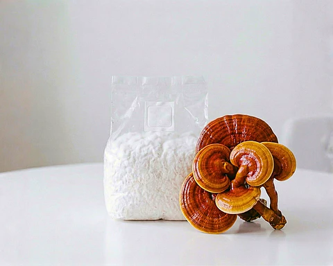 Micelio de Reishi (Ganoderma Lucidum) 